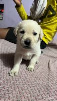 Labradoodle Puppies for sale in Ballarpur, Maharashtra. price: 7,000 INR