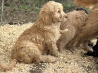 Labradoodle Puppies for sale in Yacolt, WA 98675, USA. price: $400