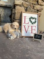 Labradoodle Puppies for sale in St. George, Utah. price: $1,800