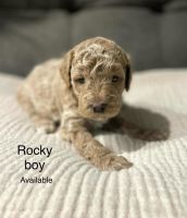 Labradoodle Puppies for sale in Idaho Falls, Idaho. price: $1,500
