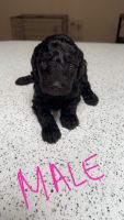Labradoodle Puppies for sale in Sunnyvale, California. price: $600