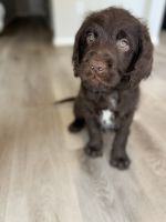 Labradoodle Puppies for sale in Columbia, South Carolina. price: $750