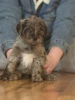 Labradoodle Puppies for sale in Woodbury, Tennessee. price: NA