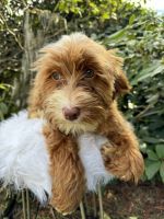 Labradoodle Puppies for sale in Auburn, Washington. price: $1,000