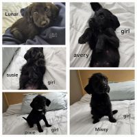 Labradoodle Puppies for sale in Minot, North Dakota. price: $500