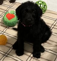 Labradoodle Puppies for sale in Nampa, Idaho. price: NA