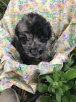 Labradoodle Puppies for sale in Wilton, CA, USA. price: $700