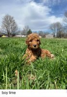 Labradoodle Puppies for sale in Holton, Indiana. price: $800
