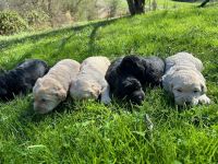 Labradoodle Puppies for sale in Greeneville, Tennessee. price: $500