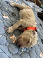 Labradoodle Puppies for sale in Las Vegas, Nevada. price: $3,000