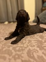 Labradoodle Puppies for sale in Lexington, Kentucky. price: $2,000