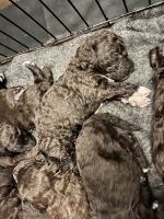 Labradoodle Puppies for sale in Rome, GA 30165, USA. price: $900