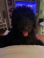Labradoodle Puppies for sale in Fayetteville, Arkansas. price: $250