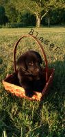 Labrador Retriever Puppies for sale in Ewing, IL 62836, USA. price: NA