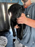 Labrador Retriever Puppies for sale in Spokane, WA, USA. price: NA