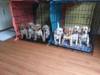 Labrador Retriever Puppies for sale in Brooklyn Park, MN, USA. price: NA