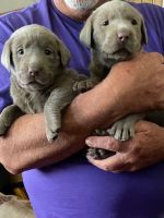 Labrador Retriever Puppies for sale in Hermiston, OR, USA. price: NA
