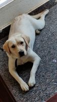 Labrador Retriever Puppies for sale in Ananth Nagar Phase 2, Phase 1, Kammasandra, Electronic City, Bengaluru, Karnataka 560100, India. price: NA