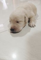 Labrador Retriever Puppies for sale in Chhindwara, Madhya Pradesh 480001, India. price: 10000 INR