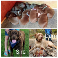 Labrador Retriever Puppies for sale in Confluence, PA 15424, USA. price: NA