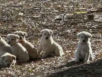 Labrador Retriever Puppies for sale in Greycliff, MT, USA. price: NA