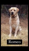 Labrador Retriever Puppies for sale in Shingle Springs, CA 95682, USA. price: NA