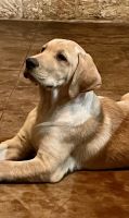 Labrador Retriever Puppies for sale in Krum, TX 76249, USA. price: NA