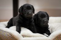 Labrador Retriever Puppies for sale in Phoenix, AZ, USA. price: NA