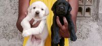 Labrador Retriever Puppies for sale in Tallapudi-Gopalapuram Rd, Andhra Pradesh, India. price: 12000 INR