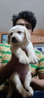 Labrador Retriever Puppies for sale in Bengaluru, Karnataka, India. price: 12000 INR