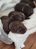 Labrador Retriever Puppies Photos