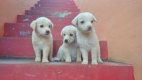 Labrador Retriever Puppies for sale in Sangareddy, Telangana, India. price: 15000 INR
