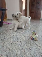 Labrador Retriever Puppies for sale in Ambalipura - Sarjapur Rd, Bengaluru, Karnataka, India. price: 7000 INR