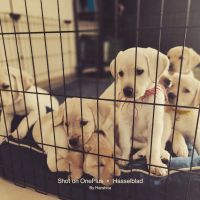 Labrador Retriever Puppies for sale in Noida, Uttar Pradesh, India. price: 10000 INR