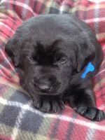 Labrador Retriever Puppies for sale in Randall, MN 56475, USA. price: NA
