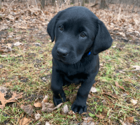 Labrador Retriever Puppies for sale in Fruitport Charter Twp, MI, USA. price: NA