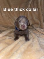 Labrador Retriever Puppies for sale in Sumter, SC, USA. price: NA