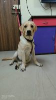 Labrador Retriever Puppies for sale in Panvel, Navi Mumbai, Maharashtra, India. price: NA