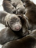 Labrador Retriever Puppies for sale in Quincy, IL, USA. price: NA