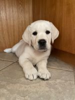Labrador Retriever Puppies for sale in Taylor, TX, USA. price: NA