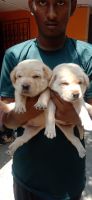 Labrador Retriever Puppies for sale in Tambaram West, Tambaram, Chennai, Tamil Nadu, India. price: NA