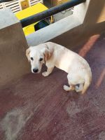 Labrador Retriever Puppies for sale in 21/1, DeFINER Hi-Life, Maragondanahalli Main Rd, Mathrushree Layout, Doddamuniswamy Reddy Layout, Margondanahalli, Bengaluru, Karnataka 560036, India. price: 15000 INR