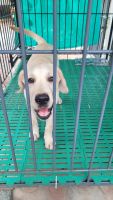 Labrador Retriever Puppies for sale in Ernakulam, Kerala, India. price: 8000 INR