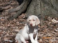 Labrador Retriever Puppies for sale in Breezewood, PA, USA. price: NA