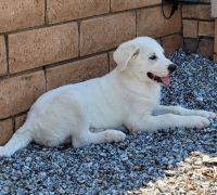 Labrador Retriever Puppies for sale in Glenhill Dr, Riverside, CA 92507, USA. price: $500