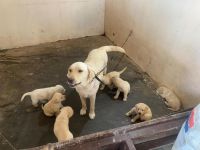 Labrador Retriever Puppies for sale in Besant Nagar, Chennai, Tamil Nadu, India. price: 10,000 INR