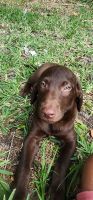 Labrador Retriever Puppies for sale in Jacksonville, FL, USA. price: $500