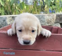 Labrador Retriever Puppies for sale in Jacksonville, FL, USA. price: NA
