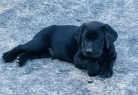 Labrador Retriever Puppies for sale in Sperry, IA 52650, USA. price: $650