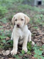 Labrador Retriever Puppies for sale in San Antonio, FL, USA. price: NA